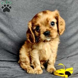 mr Harvey, Cavalier King Charles Spaniel Puppy